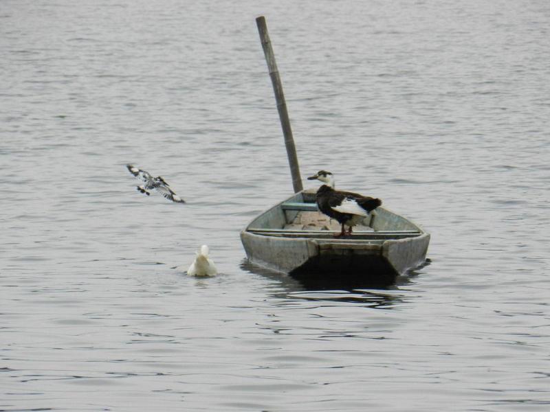 מלון Srīnagar Peacock Houseboats מראה חיצוני תמונה